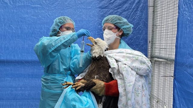 Les autorités sanitaires de Californie enquêtent sur une infection par la grippe aviaire chez un enfant