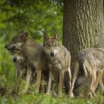 La Commission de Berne vote en faveur d’un abaissement du statut de protection des loups