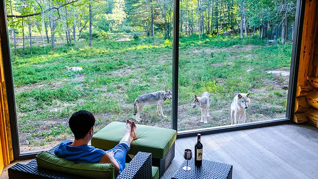 Le parc Omega est une réserve faunique au Canada qui permet aux gens de séjourner dans des lodges à côté d'une réserve de loups, avec de grandes baies vitrées pour observer les prédateurs de près.