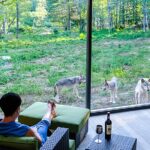 Le parc Omega est une réserve faunique au Canada qui permet aux gens de séjourner dans des lodges à côté d'une réserve de loups, avec de grandes baies vitrées pour observer les prédateurs de près.