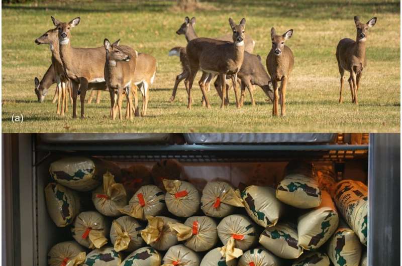 Les dons de viande de gibier sauvage pourraient atténuer l’insécurité alimentaire et réduire la faune surabondante